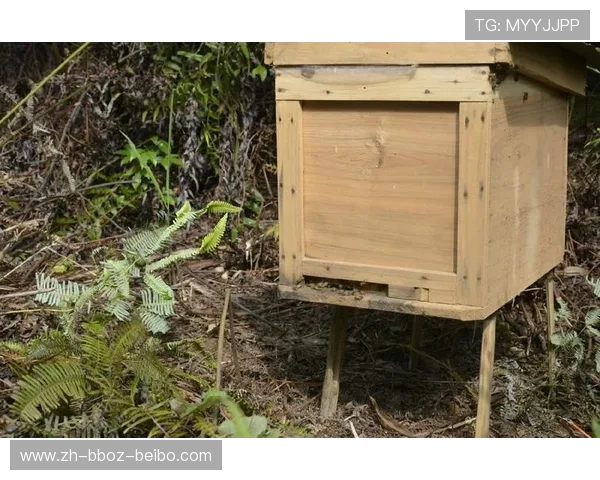 足球蜜蜂养殖场是否被俱乐部引入作为绿色生态培训基地